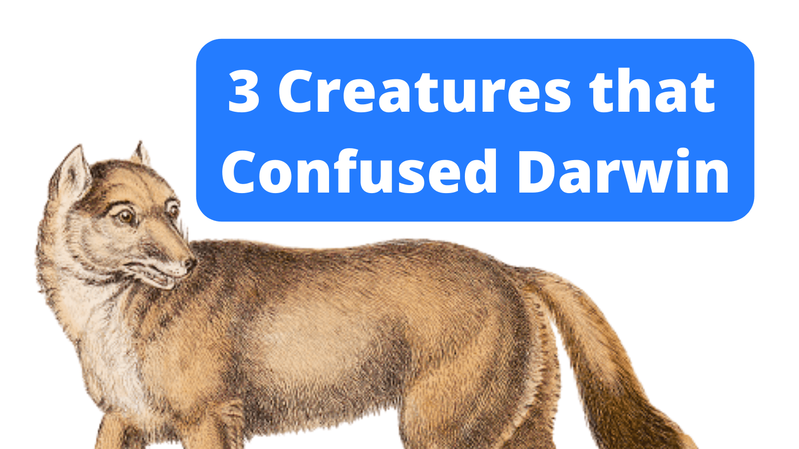 3 Creatures that Confused Darwin